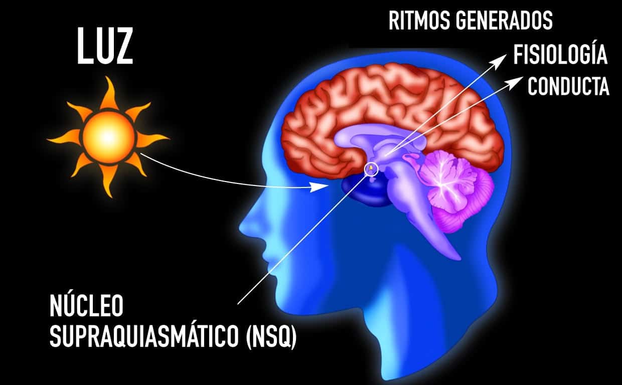 Fases del sueño: Guía completa de cómo descansa tu cerebro ritmos circadianos