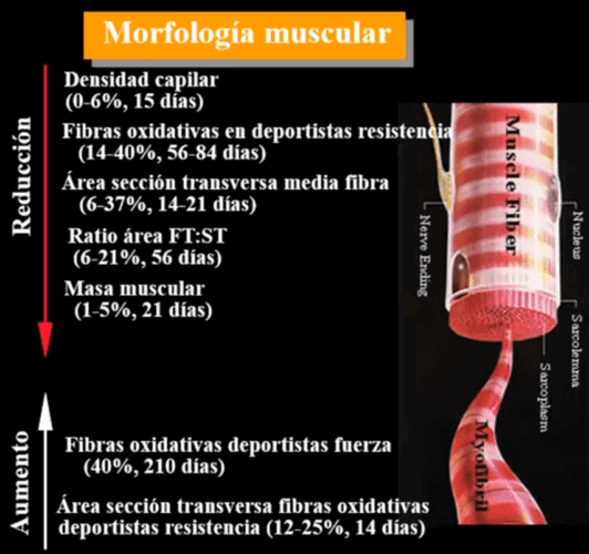 Desentrenamiento: Mantener la forma Cambios en la morfología muscular(1).