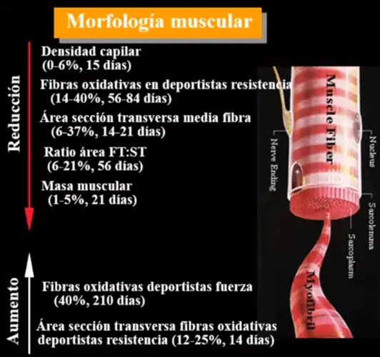 Cambios en la morfología muscular(1).
