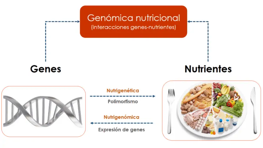Genómica nutricional
