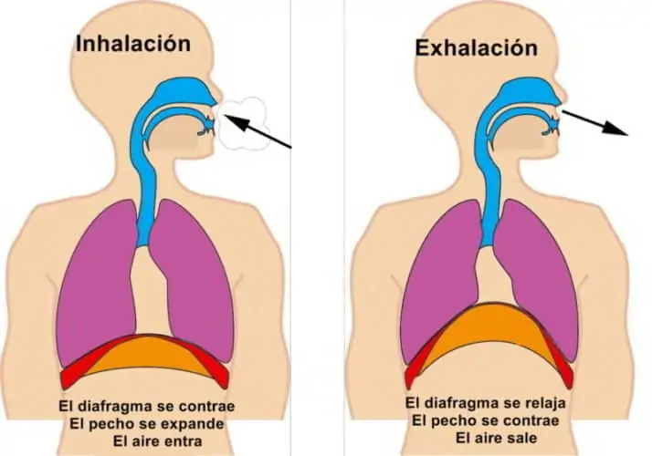 fases de la ventilación pulmonar.