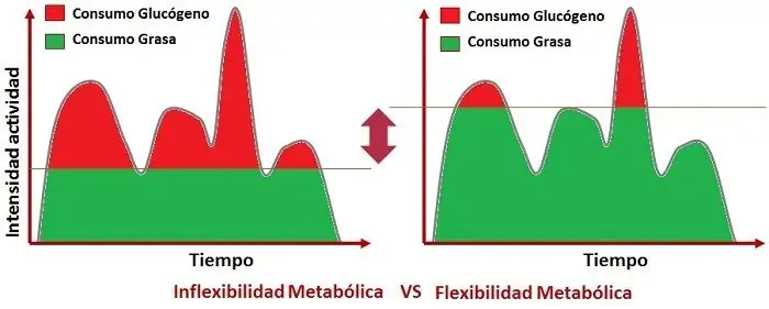 inflexibilidad metabólica