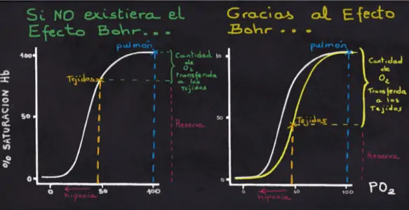 Gráfica comparativa sobre el Efecto Bohr.