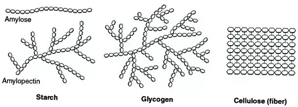 Diferencia entre glucógeno y almidón
