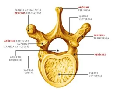 Huesos de la espalda: anatomía, lesiones y patologías