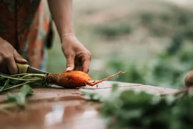 zanahorias como vegetales para mejorar la salud