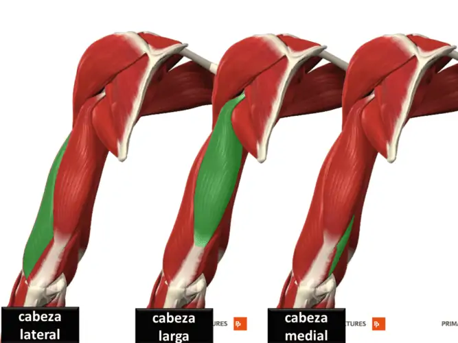 ejercicios para triceps