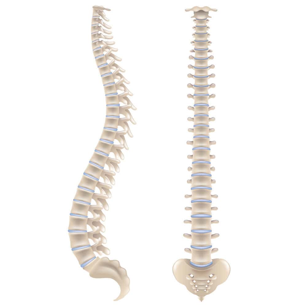 columna vertebral