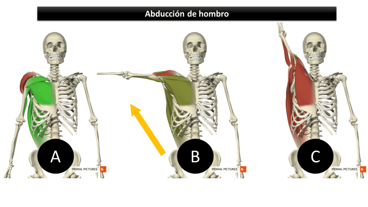 Mejores ejercicios para hombros estimula sus 3 partes?