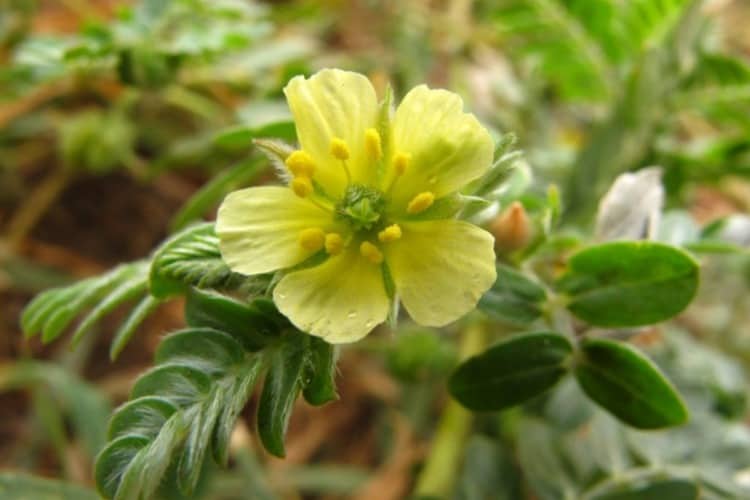 Tribulus terrestris: qué es, propiedades y beneficios 1 tribulus terrestris