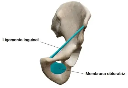 Ligamento inguinal y membrana obturatriz
