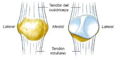 Rotula