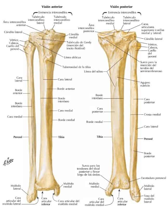 eminenta intercondiliana genunchiul este rănit comun