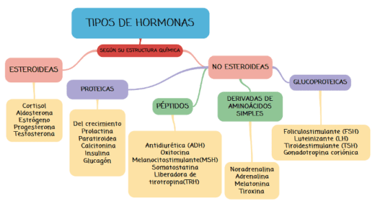 Hormonas Femeninas Y Riesgo De Lesión【2021】🥇 5646