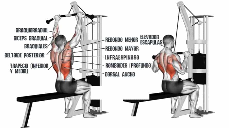 Jalón al pecho【1 ejercicio ideal para nuestro dorsal】