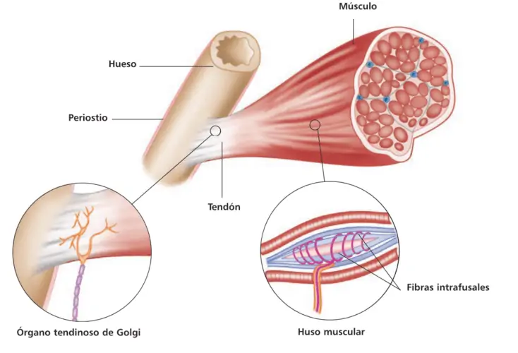 Receptores sensoriales del músculo: huso muscular y órgano tendinoso de Golgi