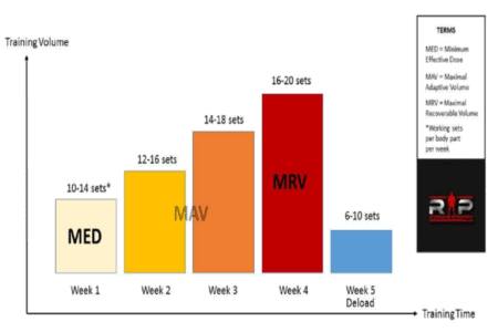 Volumen De Entrenamiento E Hipertrofia【1 Guía Completa】