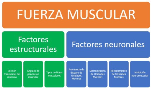 Factores que inciden sobre el desarrollo de la fuerza muscular