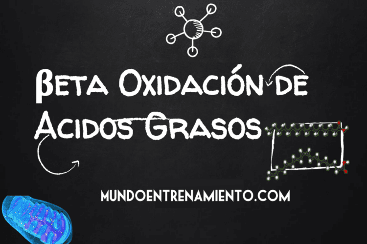 beta-oxidación de ácidos grasos