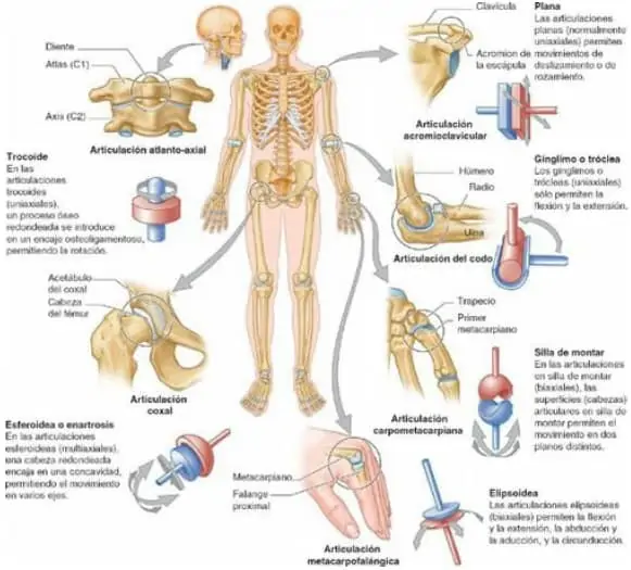 Tipos de articulaciones sinoviales