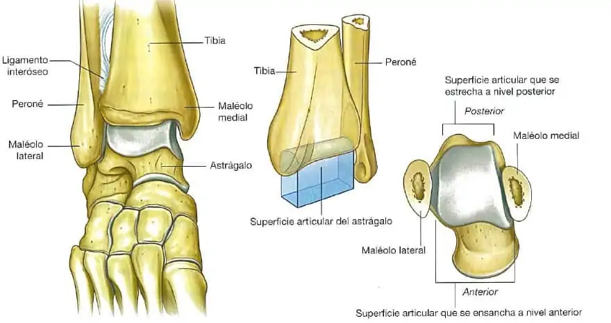 Articulacion astragalocrural