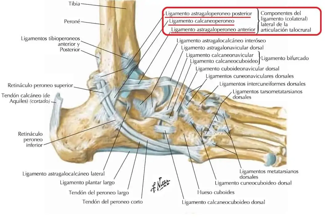 Ligamento lateral del tobillo