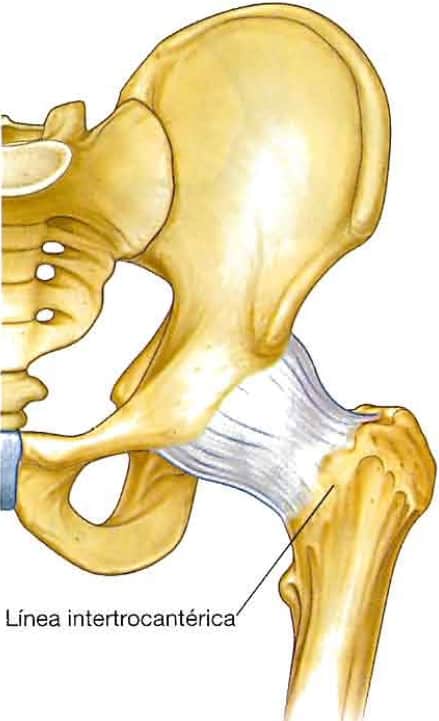 Membrana fibrosa de la cadera