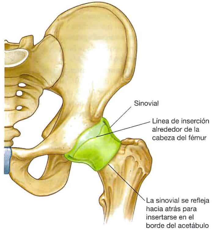 Membrana sinovial de la cadera