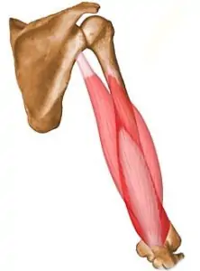 Tríceps braquial
