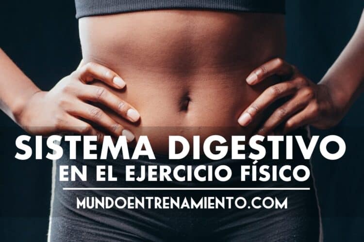 sistema digestivo en el ejercicio físico