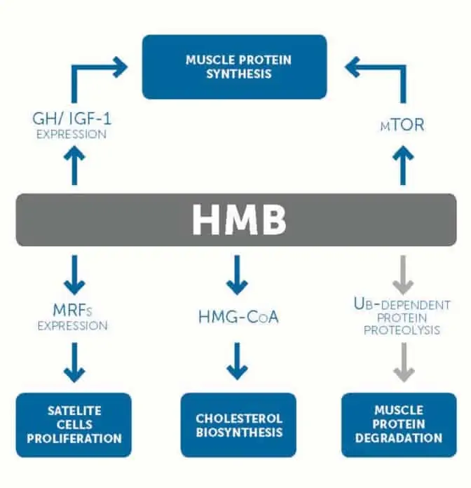 Mecanismos de acción del HMB