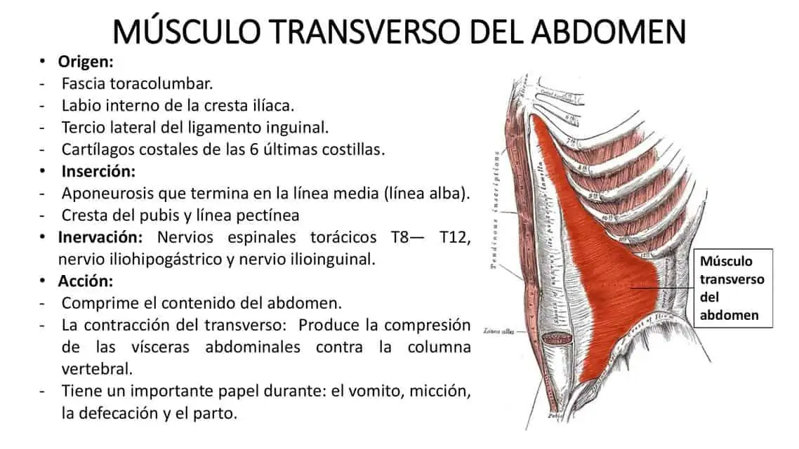 anatomia transverso abdomen