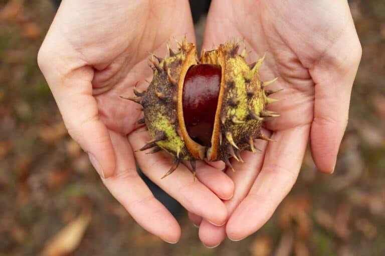 benefits of chestnuts