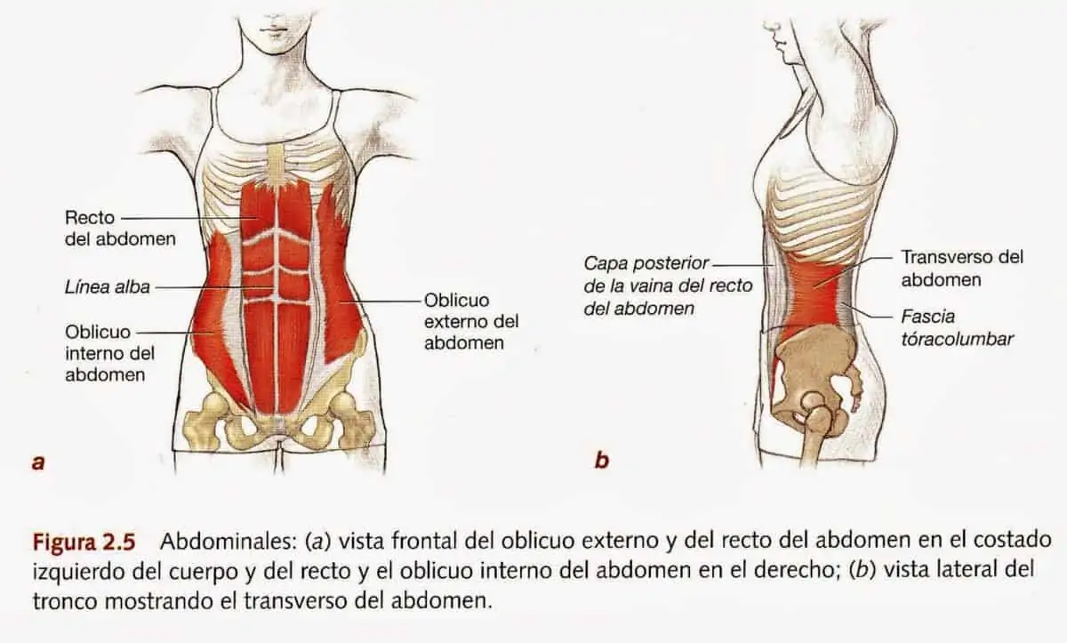 transverso del abdomen