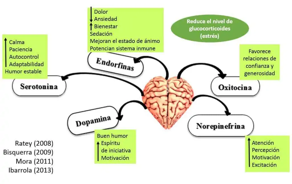 Principales neurotransmisores que se producen con la actividad fisica y por consiguiente trabajando la neuroeducacion en educación física