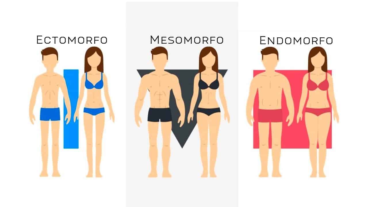 somatotipos: ectomorfo, mesomorfo y endomorfo