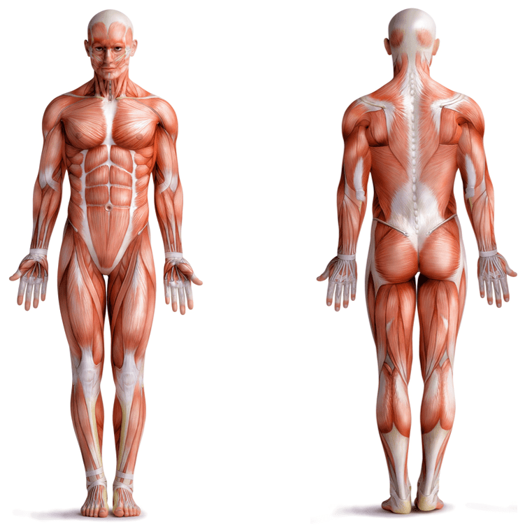 posición anatómica