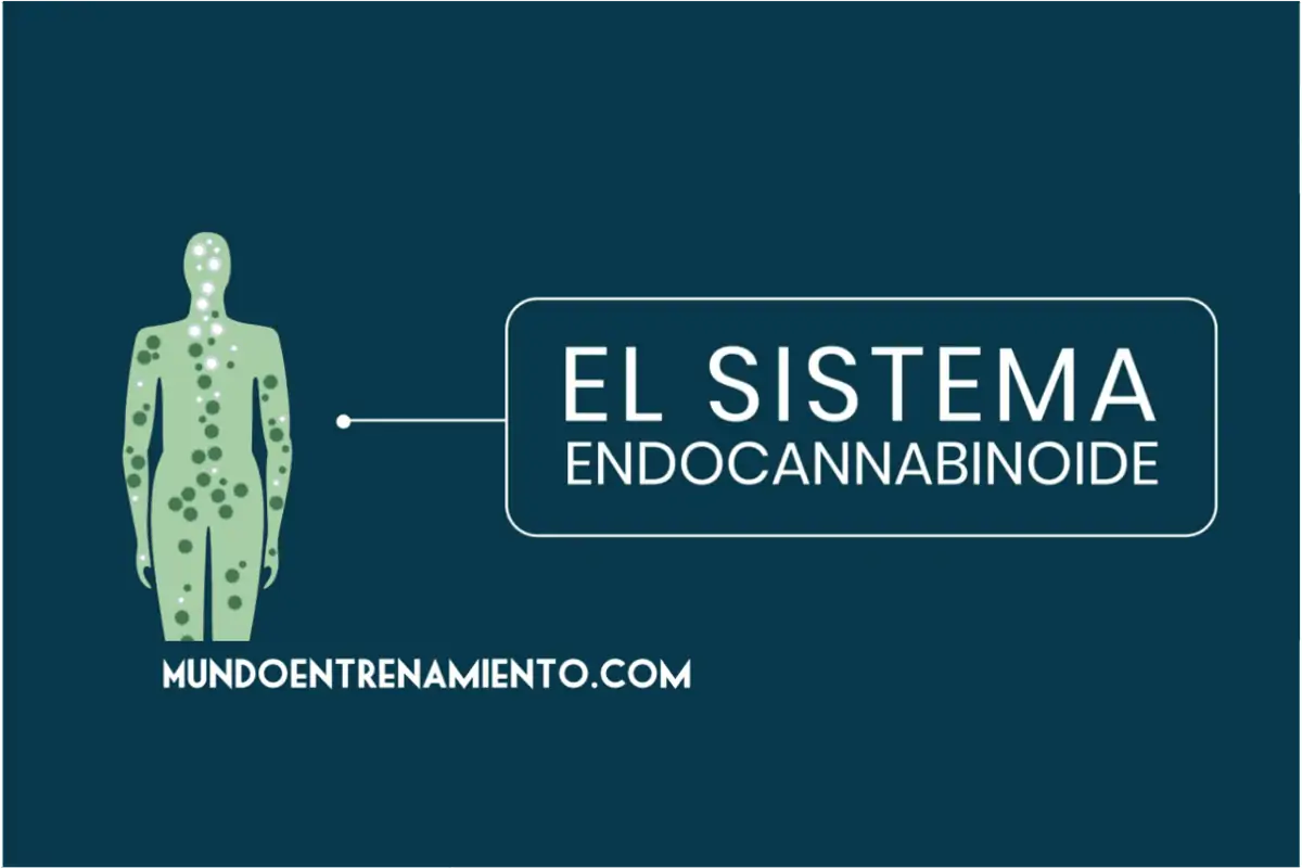 sistema endocannabinoide