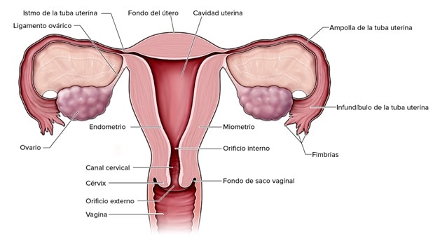 tracto reproductivo femenino