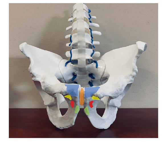 Anatomia pubalgia atlética