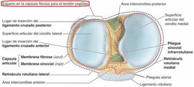 Perímetro de la cápsula articular de la rodilla