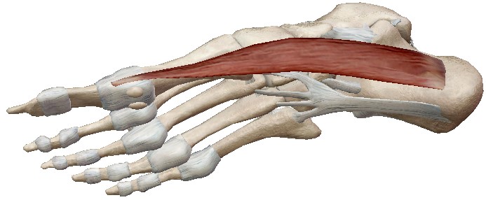 Músculo abductor del primer dedo