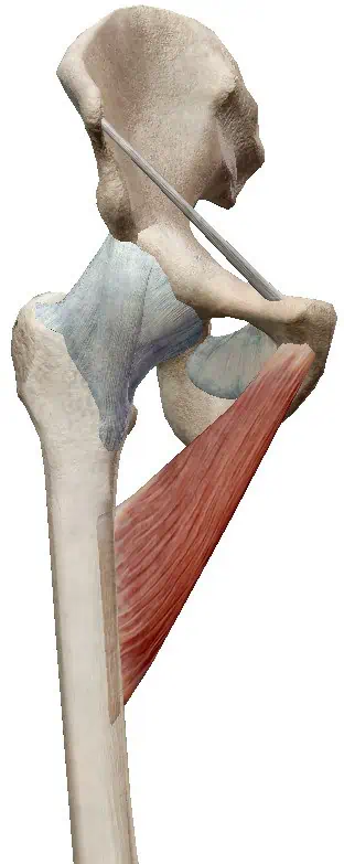 Músculo aductor corto