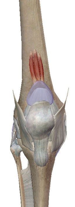 Músculo articular de la rodilla