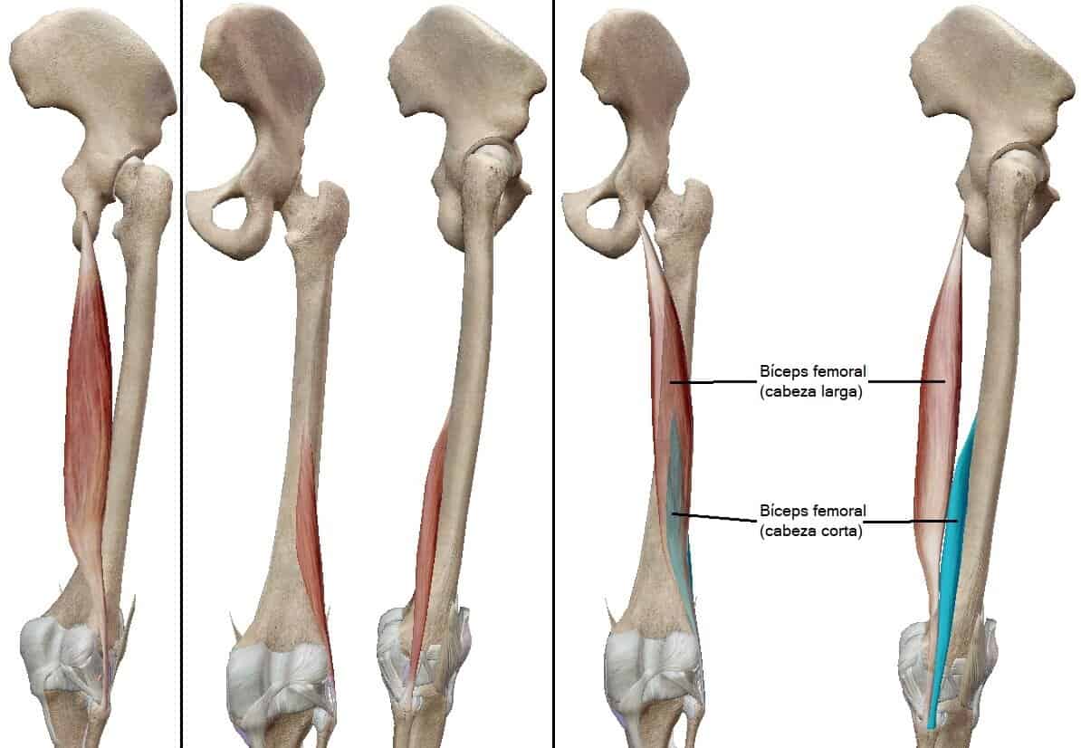 Caput Commune Leg Muscles -【1 Advanced Anatomical Guide】