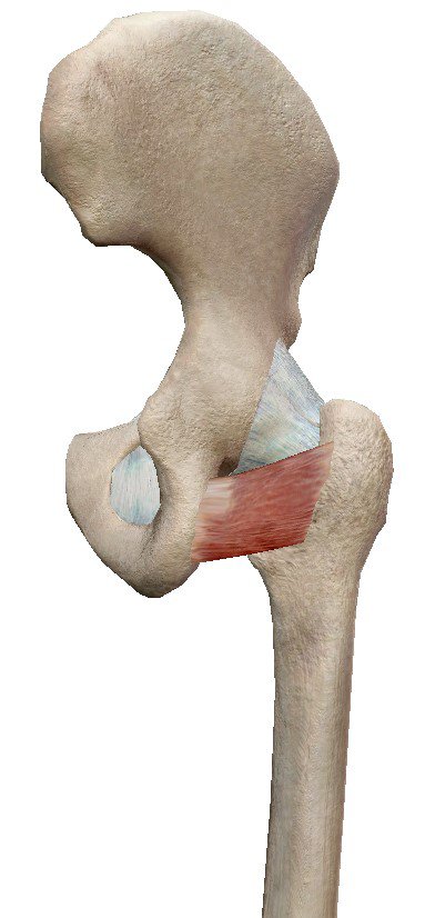 Músculo cuadrado femoral