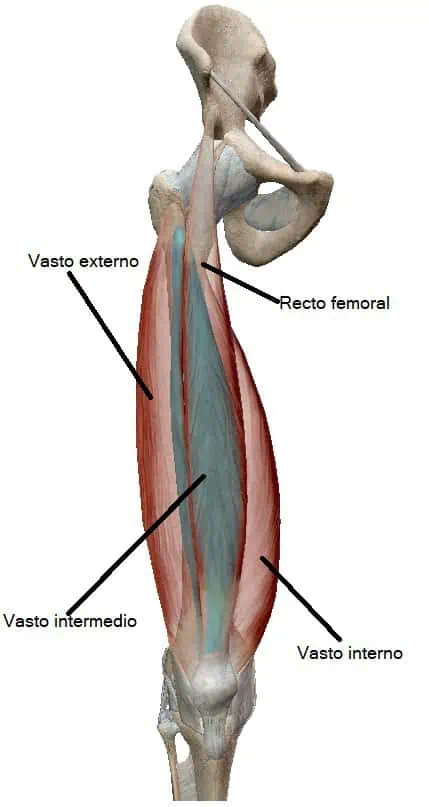 Músculo cuádriceps