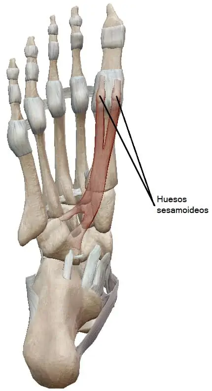 Músculo flexor corto del primer dedo