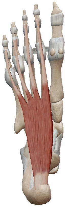 Músculo flexor corto de los dedos