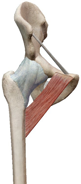 Músculo pectíneo